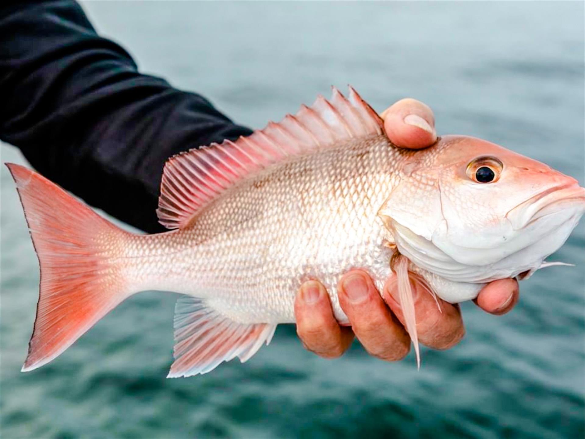 Things To Do Island Time Charters