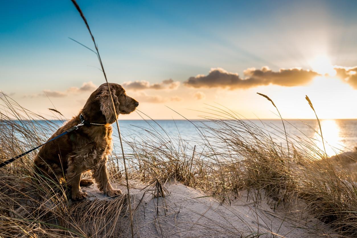 Dog on the beach at sunset